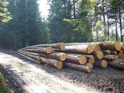 Holzverkauf 2023 Polter und Flächenlose aus dem Gemeindewald